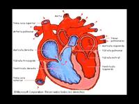 Enfermedades cardiacas entre los latinos