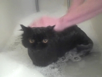 Persian bath