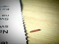 The End of a Red Bug's Life
