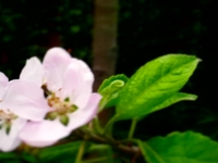 Fun in the garden