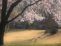 Fujiyama & sakura pt2