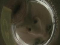 Glass