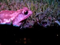 Toad Encounter | トード発見