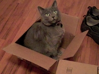 The Adventures of Qubit: Episode I