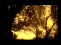 Gold Dust Afternoon By The Gentleman Losers Gold Dust Afternoon By The Gentleman Losers