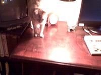 Office cats
