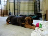 I Will Destroy This Ball