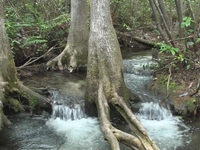 Hiking at Gold Head Branch