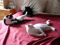 three cats washing