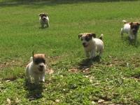 Russell Terrier Puppies: Angel's Litter