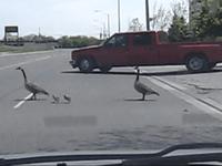 Ducks families crossing the road