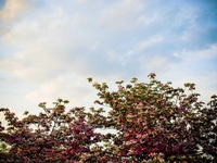 Tree and Sky - May 2009