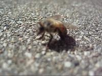 bee footage (2)