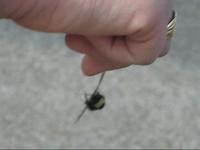 bee footage (1)