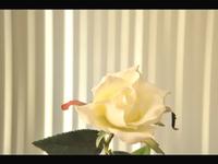 Rose bloom test