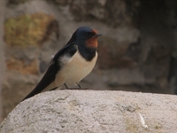 swallow singing