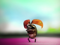 coccinelle de supinfocom