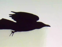 Vimeo Thumbnail