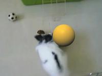 konijn_bal.mov