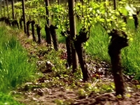 Ponzi Vineyard