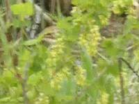 American Bittern