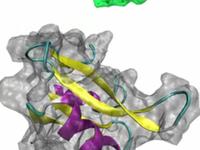 Src Homology 2 and peptide, take 2