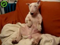 Mastürbatör Köpek - masturbasyon yapan köpek , 31 ceken köpek, komedi izle