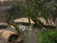 Hypancistrus Zebra