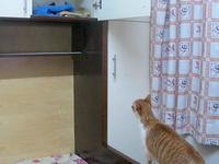 My cat trying to find the hidden cat meowing sound