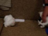 Jadis and Veruca as kittens.