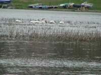 Pelicans Feeding