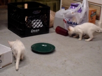 Another video of the devils as kitten.