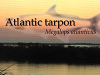Tarpon Ain't Easy to Catch