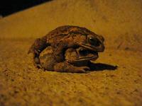 Toads in spring