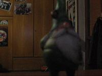 Me, the gnome and a chicken...