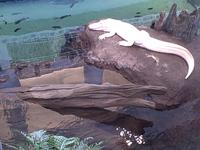 Moments of Zen: Albino Alligator