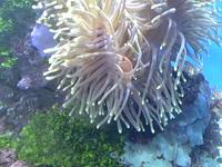 Moments of Zen: Anemone