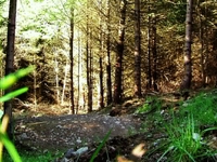 Ae forest