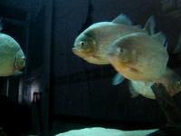Nattereri Piranhas After The  Water Change