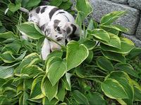 Great Dane Murders Hosta Plants