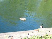 Ducks