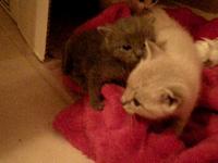 Chatons