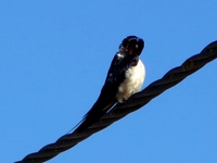 Swallow Bird [Canon SX1]