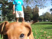 Cielo Puppy