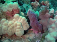 Liquid Image Scuba Series HD Footage