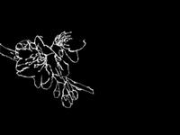 obsession and collection motion grafic drawings obsession and collection motion grafic drawings