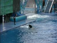 Shamu at Sea World Orlando 5/25/09