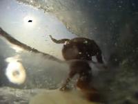GoPro Surf HERO Barrelvision