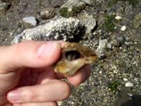 Hermit Crab in Welk Shell