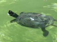 GREENWATER